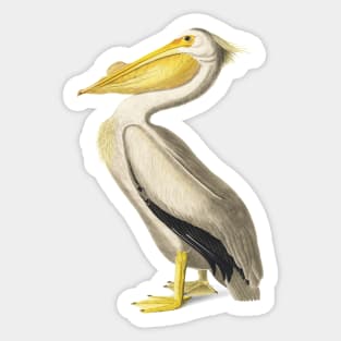 American White Pelican Sticker